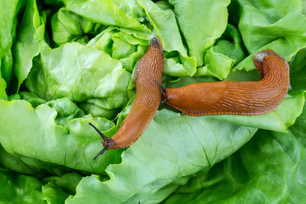 Quelques astuces pour éviter les limaces dans le jardin